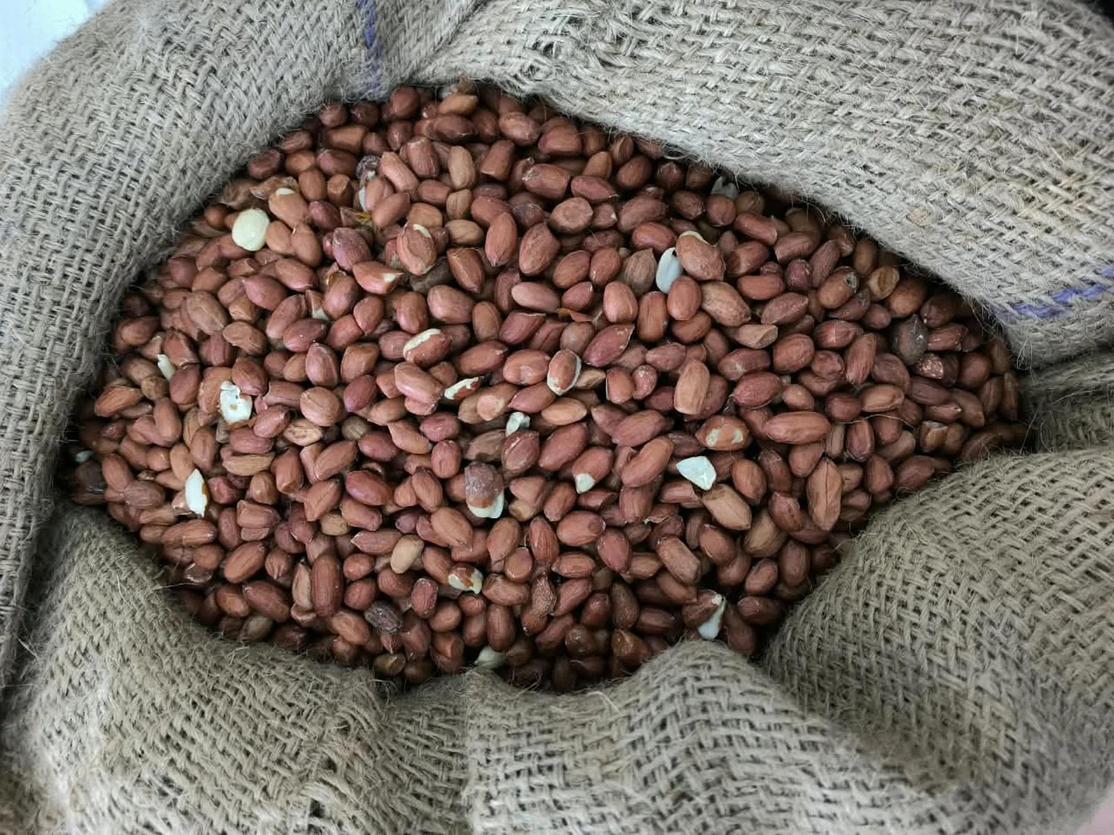 Groundnut, cleaned and ready for the press