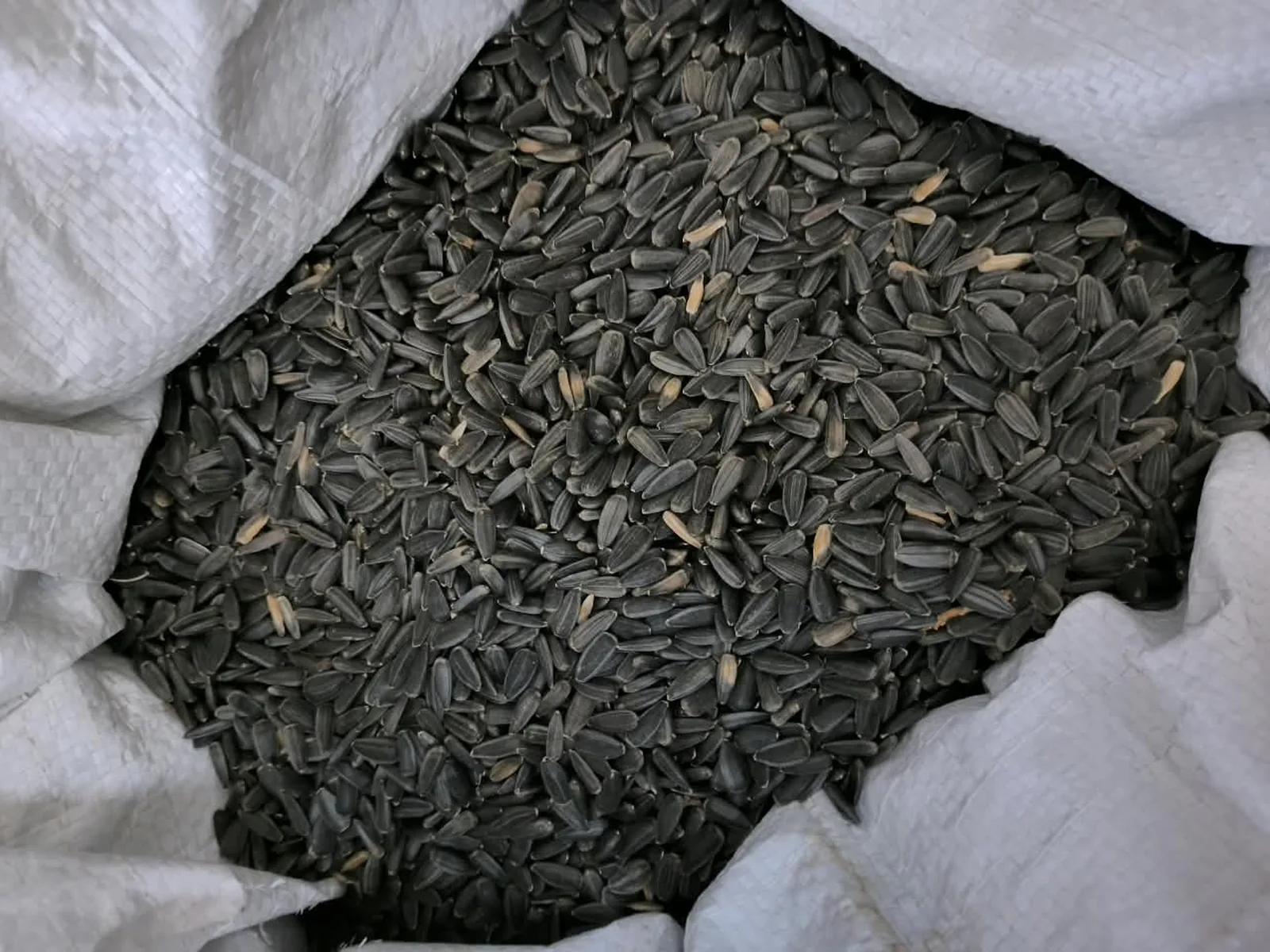 Sunflower seed